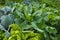 Leaves of various cabbage Brassicas plants in homemade garden plot. Vegetable patch with chard mangold, brassica, kohlrabi