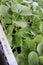 leaves of vegetable seedlings