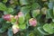 Leaves of Viburnum japonicum in daylight. The plant is distributed on Sakhalin, the Kuril Islands, Japan and Korea