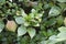 Leaves of Viburnum japonicum in daylight. The plant is distributed on Sakhalin, the Kuril Islands, Japan and Korea