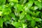 leaves of vinca minor. Top view of green leaf and plant