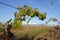 Leaves of Vine in Aude, Occitanie in south of France