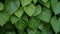Leaves and vines Tinospora cordifolia tree in the garden, Herb Leaf Leaves Wallpaper