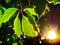 Leaves of virginia creeper illuminated by sunligh