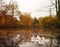 Leaves on the water in autumnal Yorkshire Sculpture Park