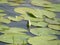 Leaves of water cubes on the lake.