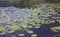 Leaves of water lilies in the Fimon Lake in Arcugnano Town near