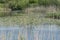 Leaves Water Lily Swim Pond Water Lilies