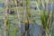 Leaves Water Lily Swim Pond Water Lilies