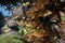 Leaves on the waterway. Light and shadow on water surface.