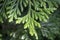 Leaves of Western redcedar (Thuja plicata) tree