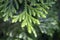 Leaves of Western redcedar Thuja plicata tree