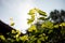 Leaves of white grapes close up. Organic farming.