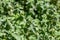 Leaves of a white horehound, Marrubium vulgare