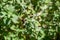 Leaves of a white horehound, Marrubium vulgare