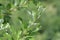 Leaves of whitebeam