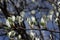 Leaves of whitebeam in spring