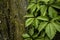 Leaves of wild grapes on an old dilapidated fence.