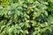 Leaves of wild jack fruit tree