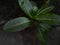 Leaves of a wild plant under the moonlight