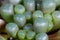 Leaves of the window plant Fenestraria rhopalophylla ssp aurantiaca