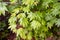 Leaves of young acer japonicum