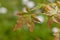 The leaves of a young Acer Palmatum sprouting in spring