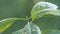 Leaves of a young avocado tree in the wind swaying, fluttering in sunlight.