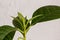 Leaves of young avocado trees close-up. Hothouse plant. selective focus