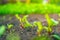 Leaves of a young beetroot close-up growing in the soil on a garden bed