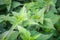 Leaves of young green nettle plants with spines