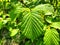 leaves of young hazelnut. in early spring