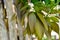 The leaves of young mango plants