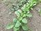 Leaves of young organic plants in the garden, selective soft focus