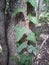 Leaves and young shoots of ivy climb up the tree trunk. European forest. Creeping parasitic plant. Green foliage. Triangular Leaf