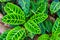 Leaves of a zebra plant in closeup, tropical plant specie from Brazil, exotic garden and nature background