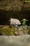 Leaving a Masked lapwing meeting with the other members of the paddock. Vanellus miles walks like the king of the jungle. Spur-