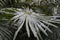 Leavs of palm trees covered with snow, background. The concept of an unexpected cold snap in the tropics