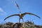 Leba, Poland - July 05, 2012: Quetzalcoatlus, pterosaur. Model of dinosaur.