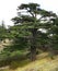 Lebanese Cedar Tree (Cedrus libani)