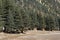 Lebanese cedar tree in the forest peak mountains