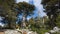 Lebanese Cedar tree forest Rare and endangered species of trees in pine family on Tahtali mountain \\ mount Olympos