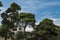 Lebanese cedars against a blue sky with white clouds