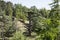 Lebanon cedar. The Cedars of God located at Bsharri, are one of the last vestiges of the extensive forests of the Lebanon cedar