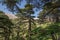 Lebanon cedar. The Cedars of God located at Bsharri, are one of the last vestiges of the extensive forests of the Lebanon cedar