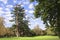 Lebanon cedars in park near to Chateau de Chenonceau castle, France