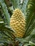 Lebombo Cycad