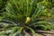 Lebombo cycad encephalartos lebomboensis