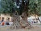 Lecce - The monumental olive trees