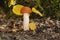 Leccinum aurantiacum, commonly called red capped scaber stalk fungus